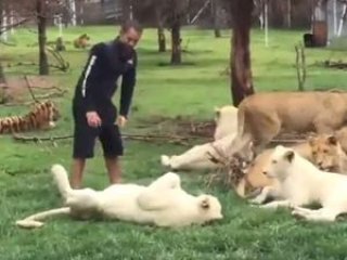 Sahibini leopardan koruyan kaplan