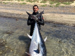 Zıpkınla 130 kiloluk orkinos yakaladı