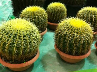 Kaktüsle ilgili yanlış bilinen gerçek