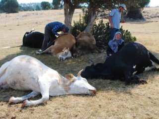 O çift şimdi sevinçten ağlıyor