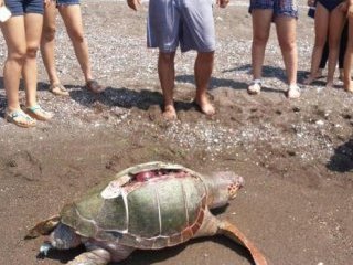 Caretta Caretta bu halde bulundu