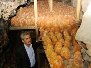 Peynirleri bilim adamlarını hayran bıraktı