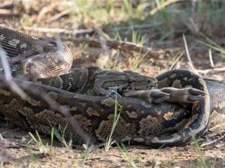 Dev pitonun avlanma anı böyle görüntülendi