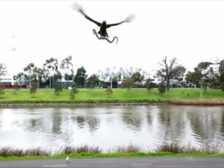 Şahinden piknik yapan aileye büyük sürpriz!