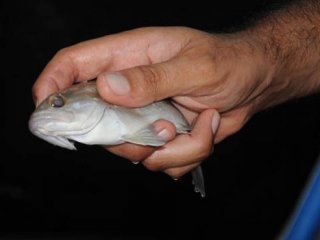 Orfoz ve Lagos balıklarının avlanmasına yasal düzenleme!