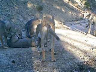 Burdur'da kurt sürüsü görüntülendi