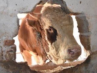 'Şampiyon' 40 bin liraya alıcısını bekliyor