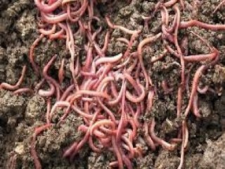 Solucanlar ekmek kapısı oldu