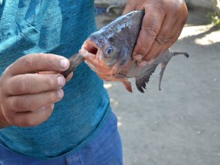 Yeşilırmak’tan pirana çıktı