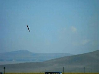 İşte yüzde yüz yerli 'SOM'