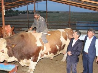 Bu boğayı görenler şaşkına dönüyor