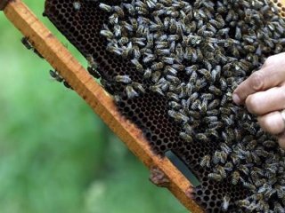 2.5 milyon arı telef oldu