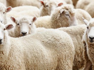 Diyanet kurban sorularını cevapladı