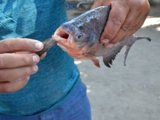 Türkiye'de tutulan 'pirana' sayısı artıyor