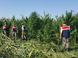 Mısır tarlasında kenevir ve esrar ele geçirildi