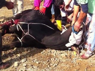 Sokakta kurban kesme cezası 196 TL