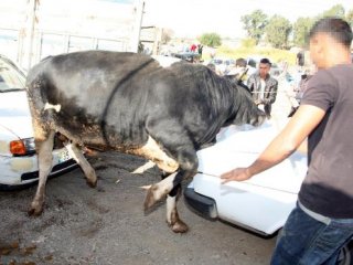 Kurbana acı çektiren yandı