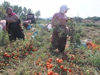 Fazla üretim domatese taban yaptırdı