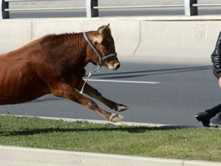 Acemi kasaplar hastanelere akın etti
