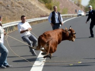 Kaçan boğa Bursa’da ortalığı karıştırdı