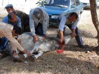 Kaçak kurban kesimi yapanlara ceza yağdı