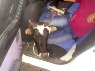 İnek Hırsızlığı yapan gençler yakalandı