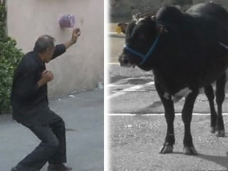 Boğaya karate yapan adam  fenomen oldu