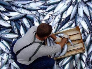 Palamutta şaşırtan fiyat 3 lira
