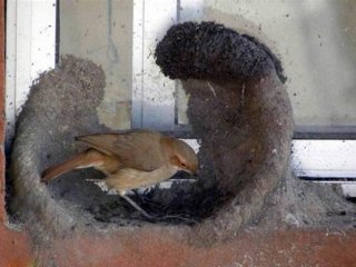 Kuşun yaptıkları hayran bırakıyor