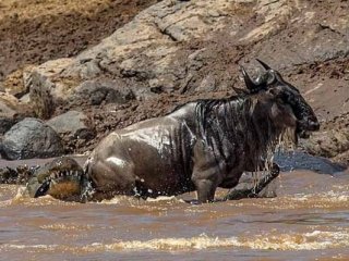 Vahşi doğada kaçınılmaz sonuç