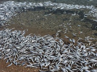 Onbinlerce balık sahile vurdu!