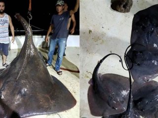 Dünyanın en büyük  vatozu İzmir'de ağlara takıldı