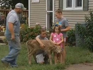 Bu dana görenleri hayrete düşürüyor!