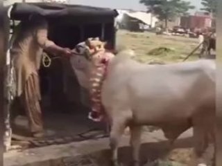 Kutsal gördüğü sığır, adamı öldürdü!