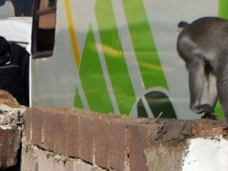 İstanbul'da maymun dehşeti