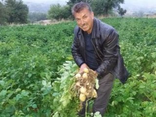 Türkiye'nin tescilli ilk beyaz patatesi törenle toplanacak