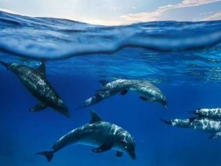 Dünyanın en zeki hayvanları hangileri?