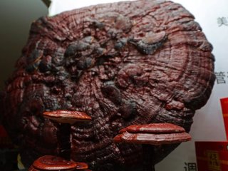 İnsan ömrünü uzatan dev mantar