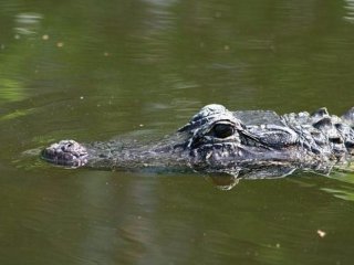 Hayvanlar hakkında şaşırtan gerçekler