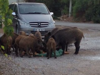 Aç kalan domuzlar şehre indi
