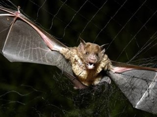 Yarasanın ısırdığı genç kuduzdan öldü