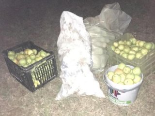 210 kilo armut çalan hırsızlardan komik ifade: Yiyecektik