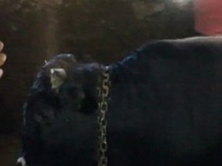 Bayramdan önce kaçan dana iki hafta sonra yakalandı