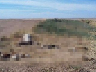 1 inek ve 9 buzağı boğazı kesilmiş halde bulundu