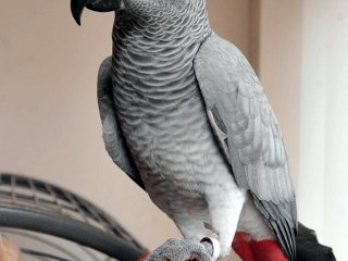 Böyle papağan görülmedi!