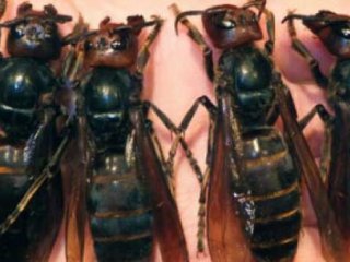 Özel kargodan ''katil arılar'' çıktı