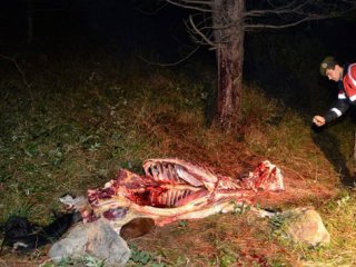 Uludağ'da at kesenlere şok operasyon