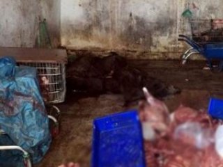 Aydın'da domuz eti skandalı!