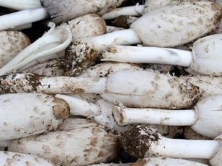 Söbelek Mantarı altından daha fazla değer görüyor