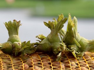 Fındık, maliyetini kurtarmanın peşinde